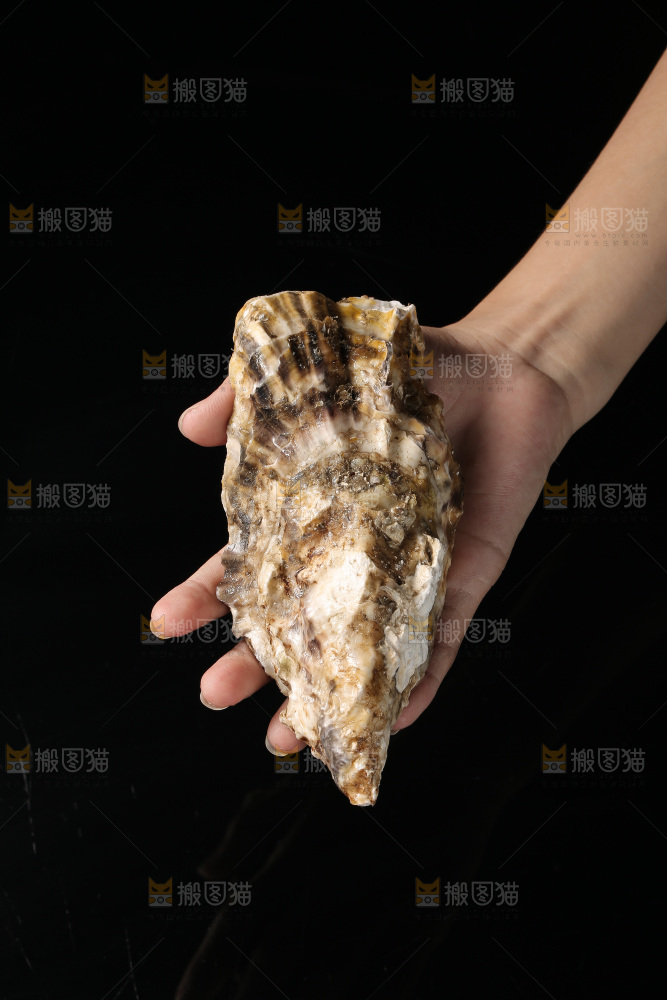 生蚝