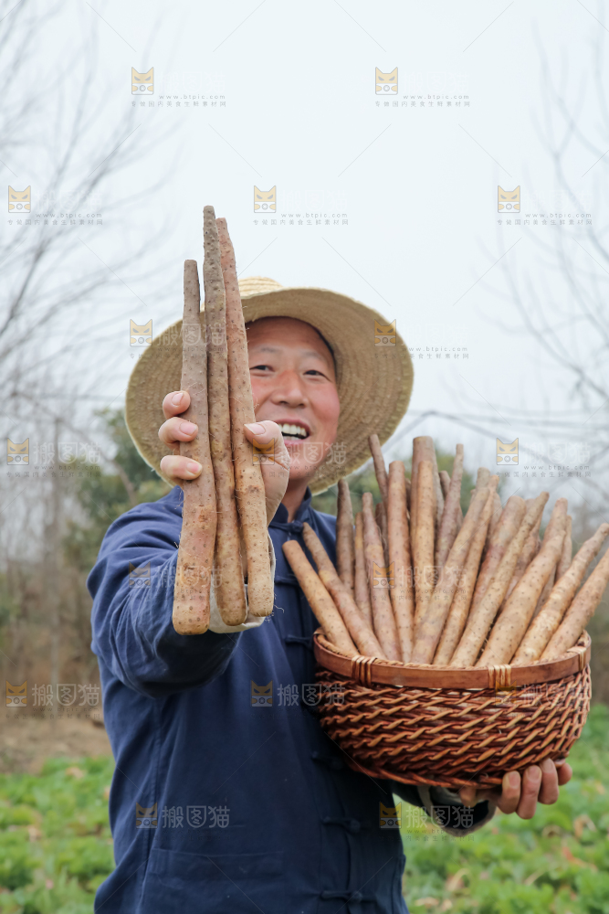 铁棍山药