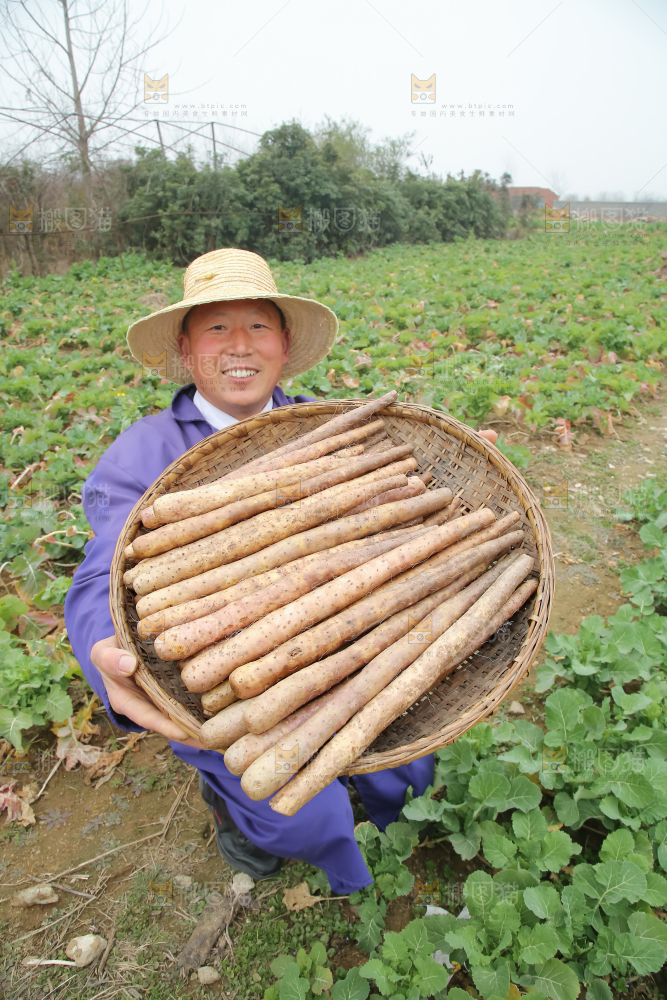 铁棍山药