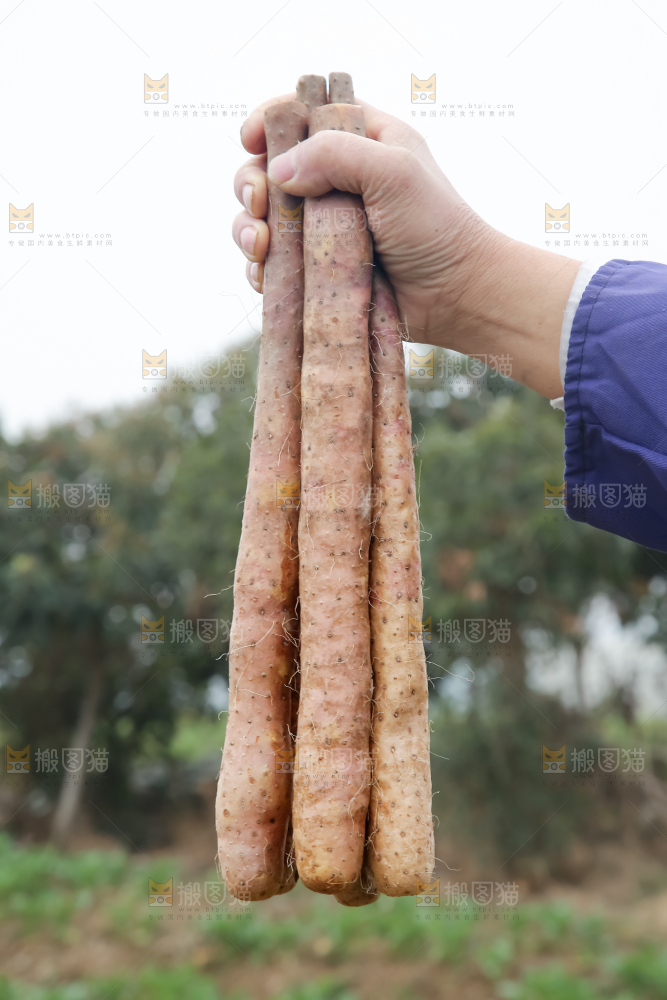 铁棍山药