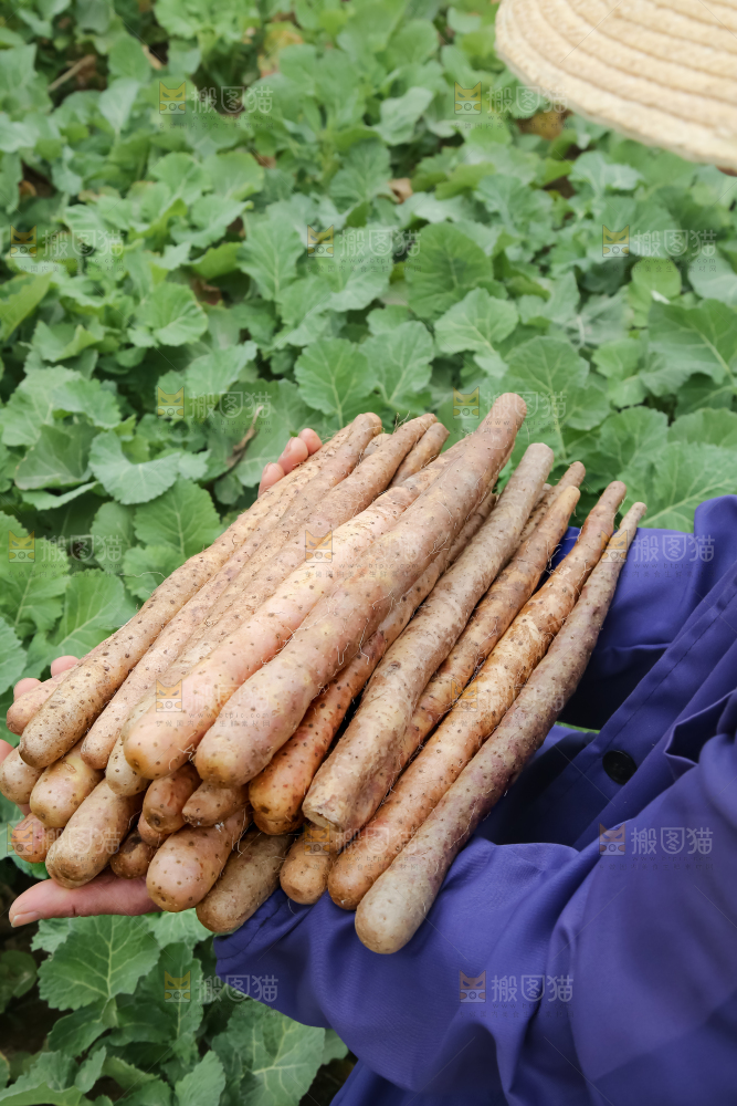铁棍山药