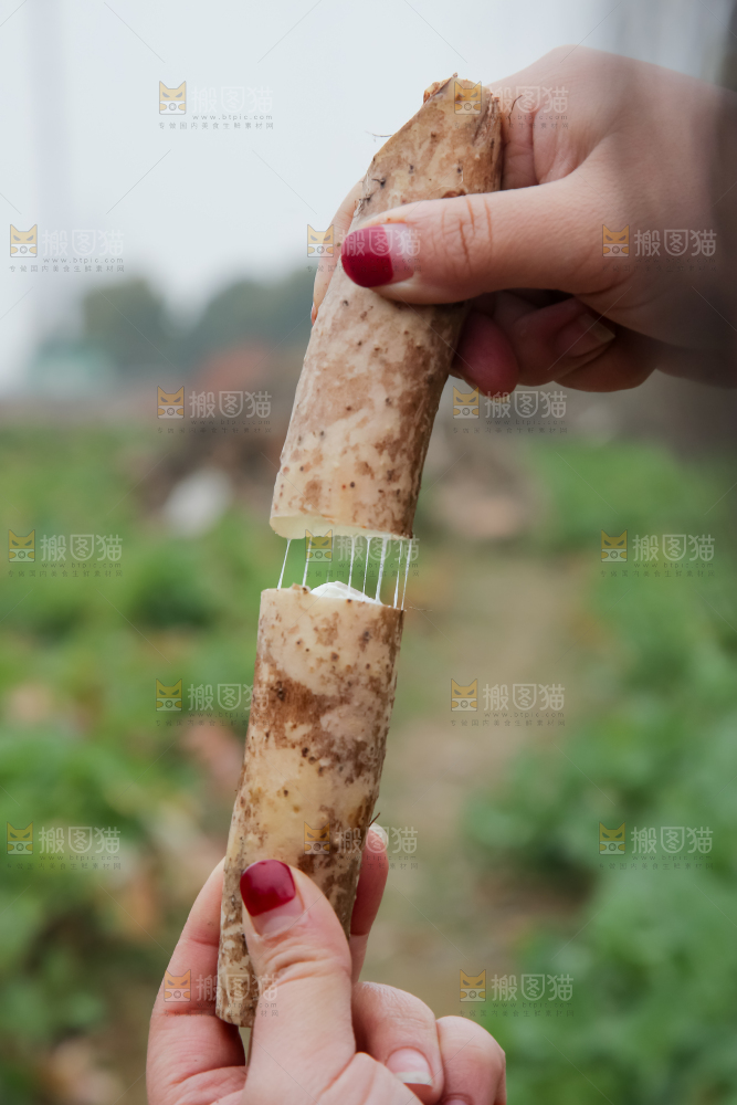 铁棍山药