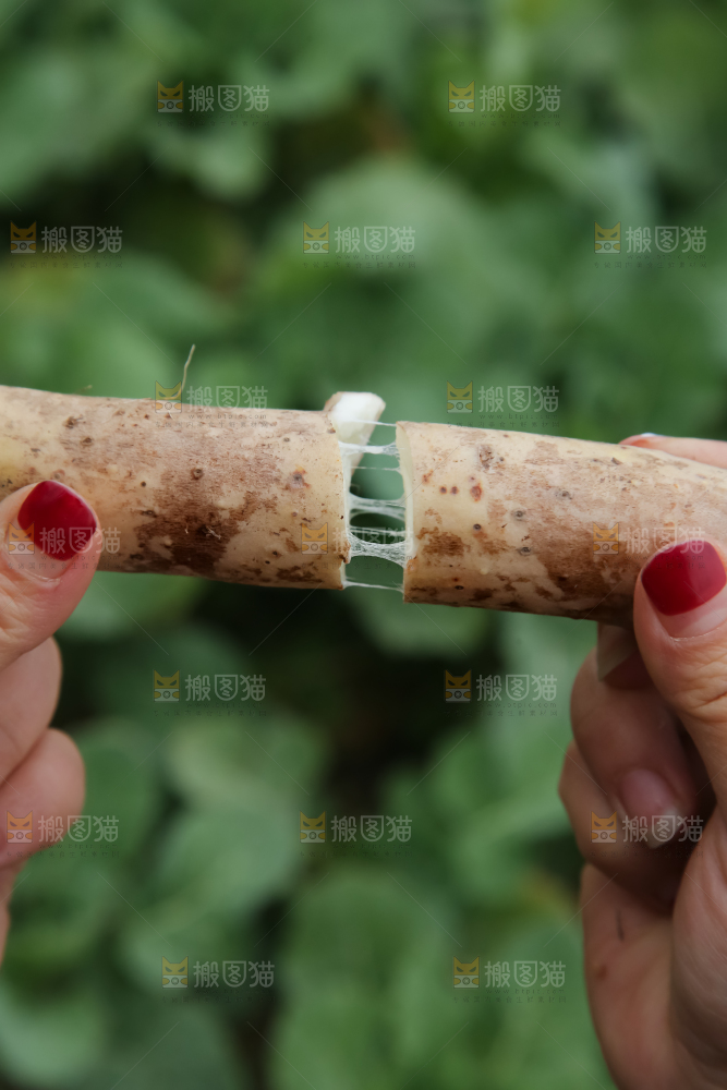 铁棍山药
