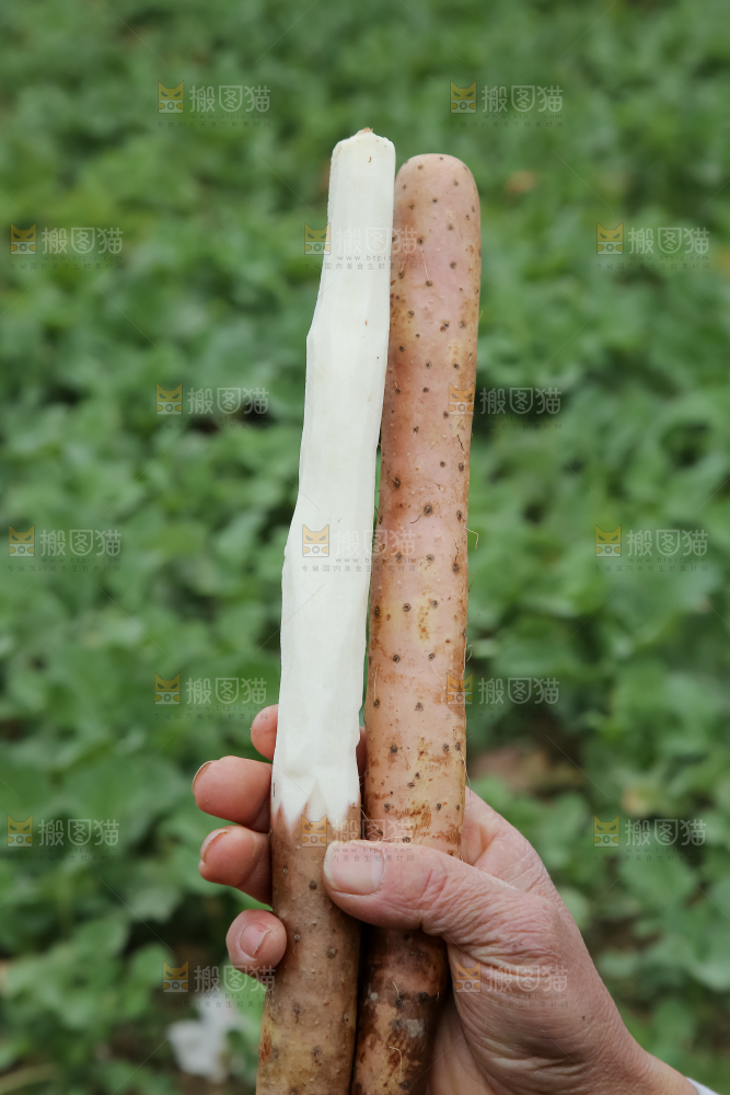 铁棍山药