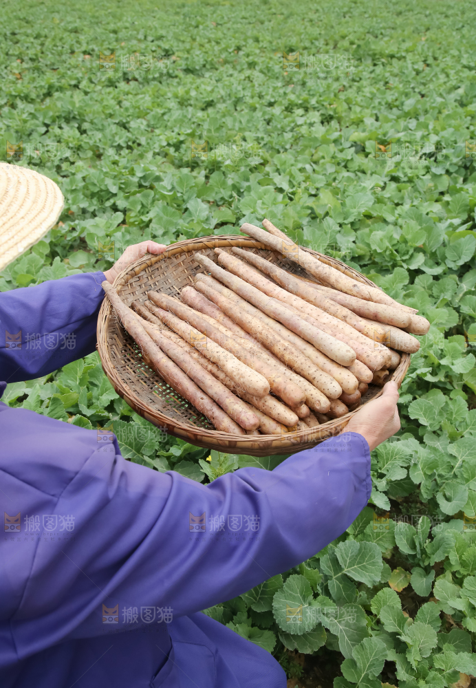 铁棍山药