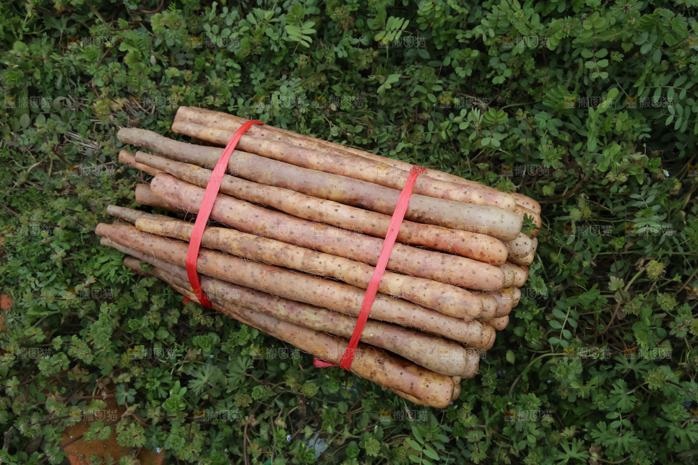 铁棍山药