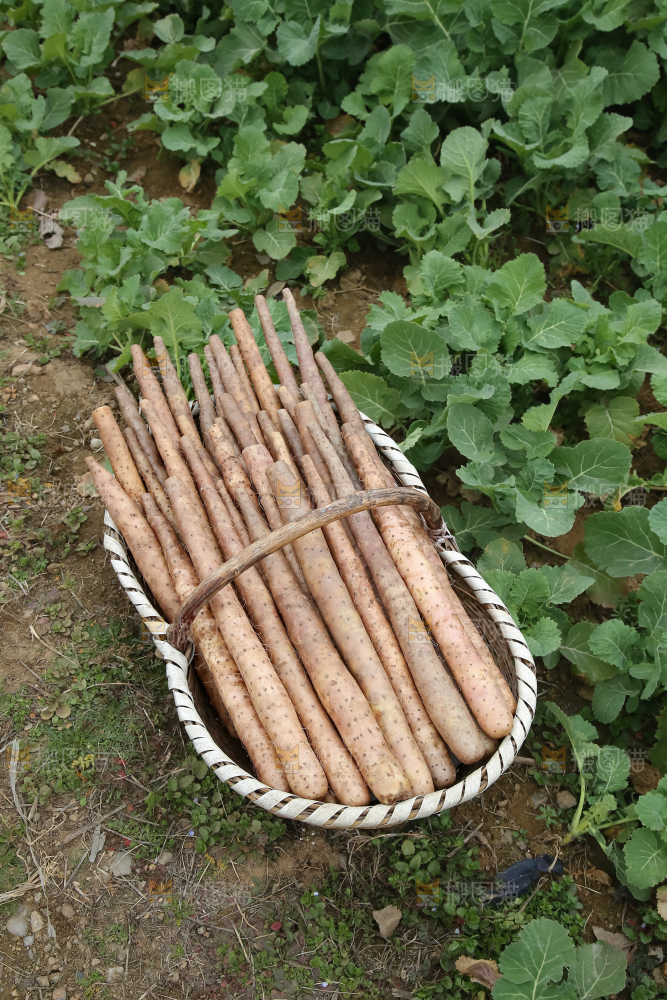 铁棍山药