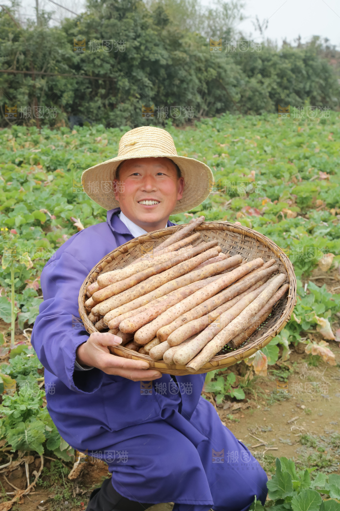 铁棍山药