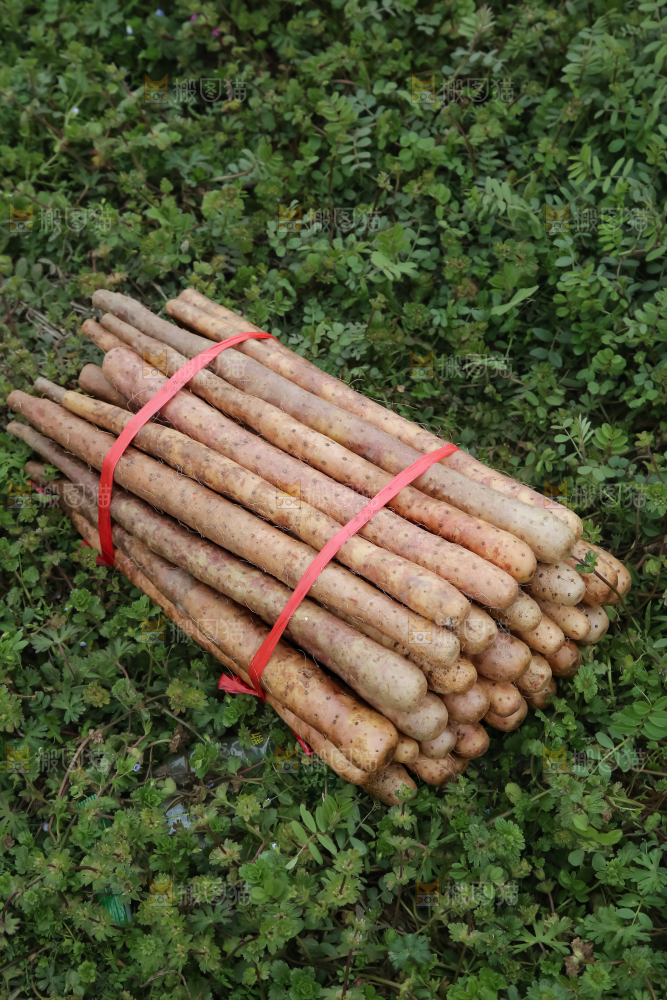 铁棍山药