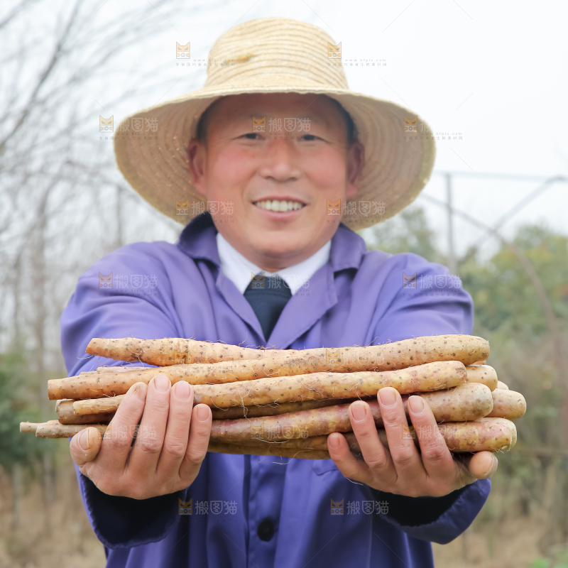 铁棍山药
