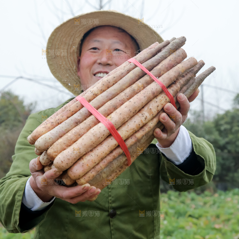 铁棍山药
