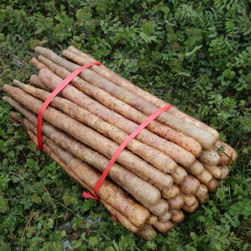 铁棍山药
