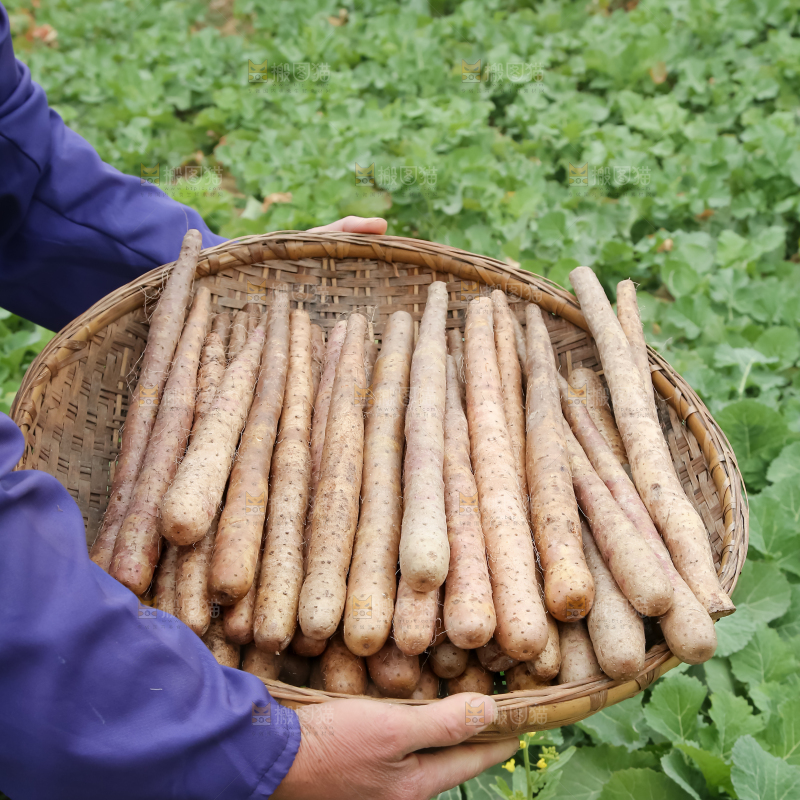 铁棍山药