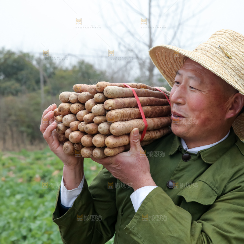 铁棍山药