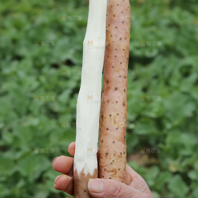 铁棍山药