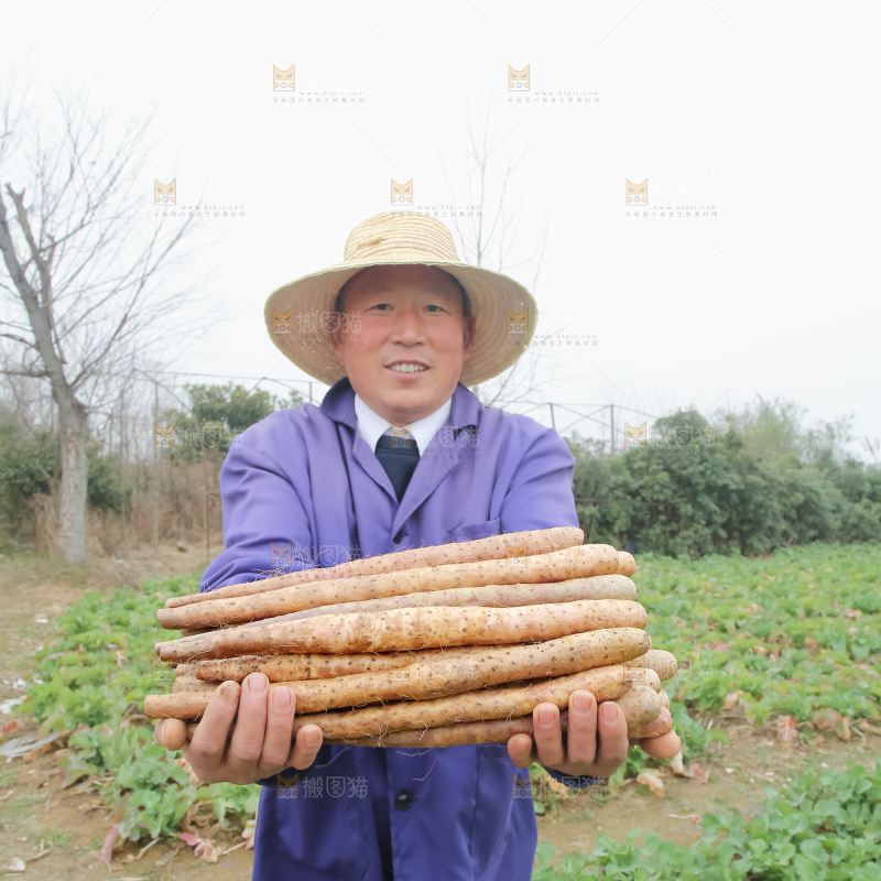 铁棍山药