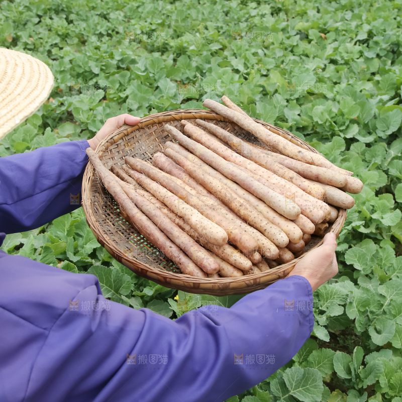 铁棍山药