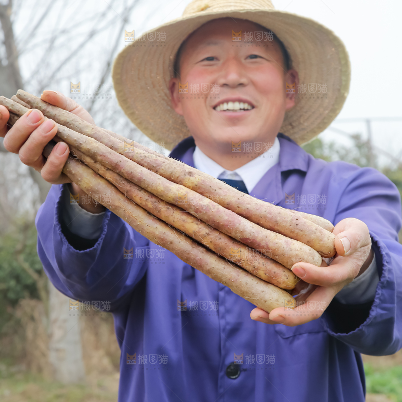铁棍山药