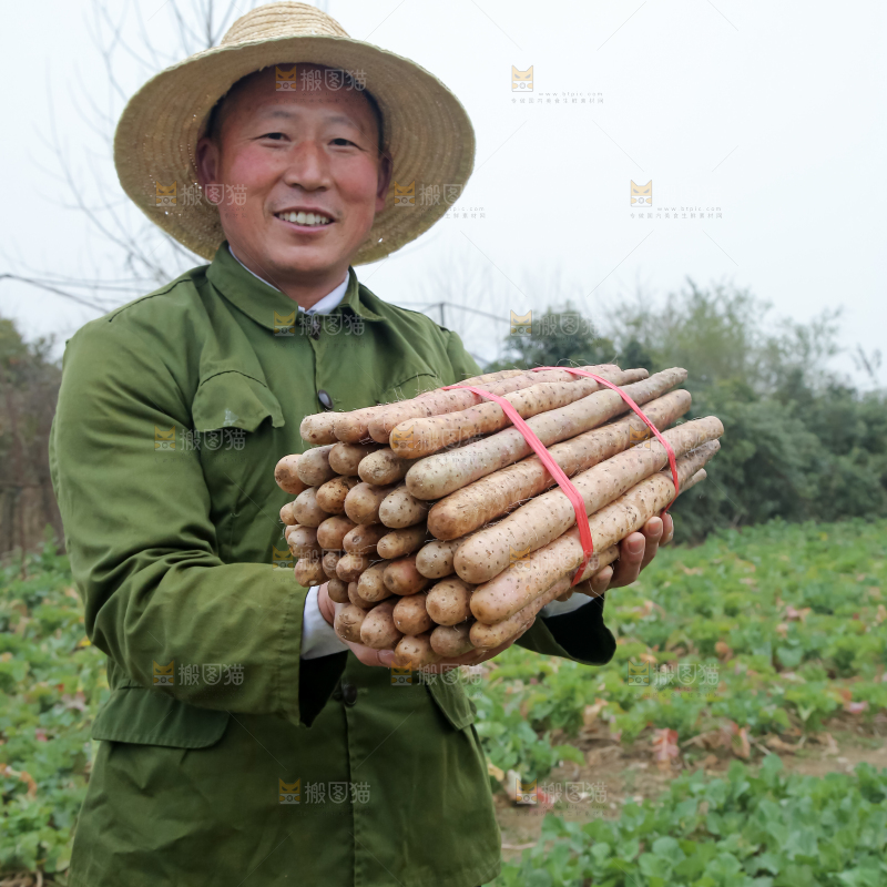 铁棍山药