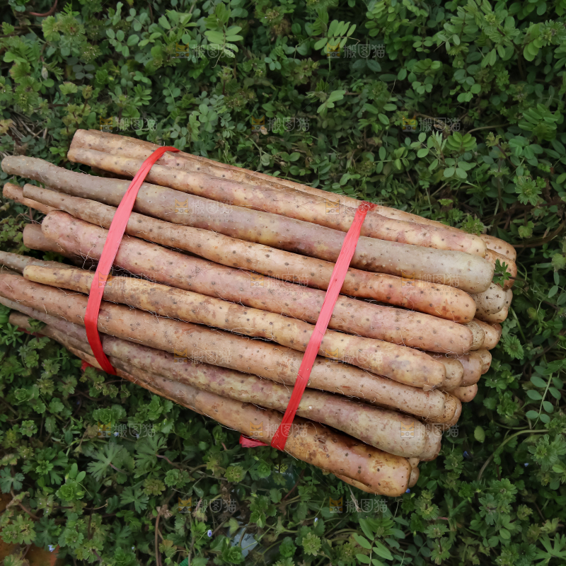 铁棍山药