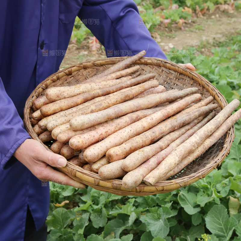 铁棍山药