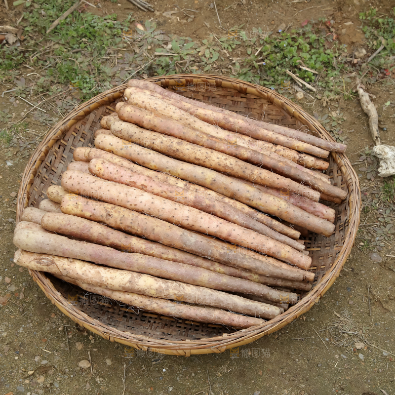 铁棍山药