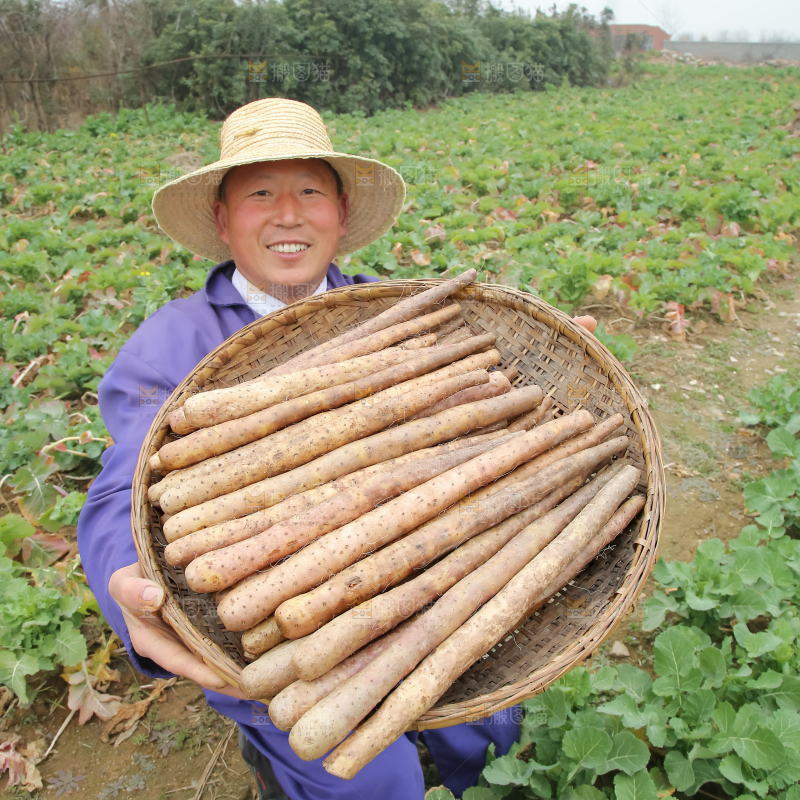 铁棍山药