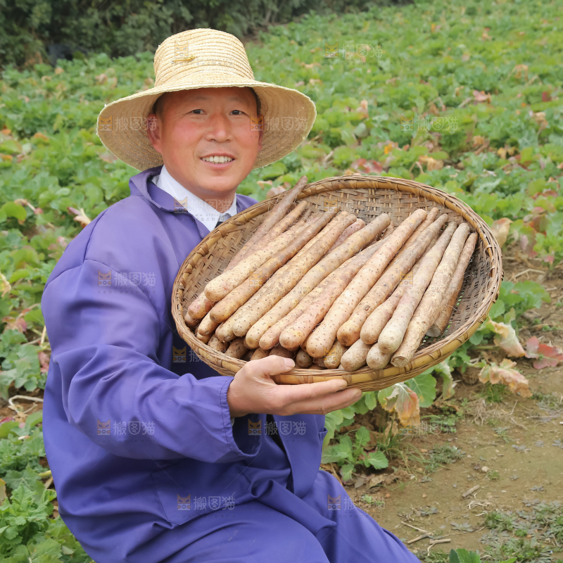 铁棍山药