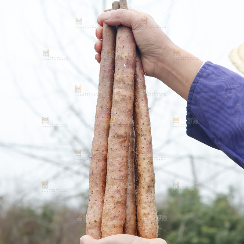 铁棍山药