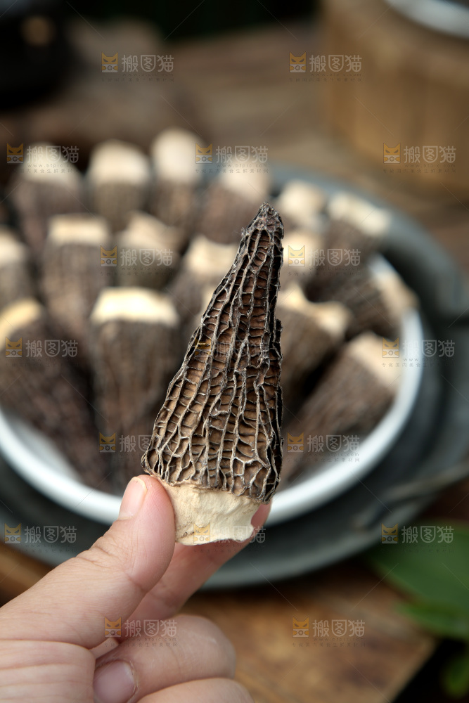羊肚菌