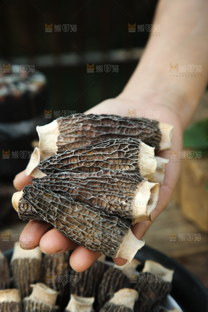 羊肚菌
