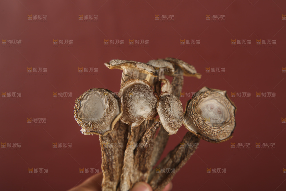 鹿茸菇
