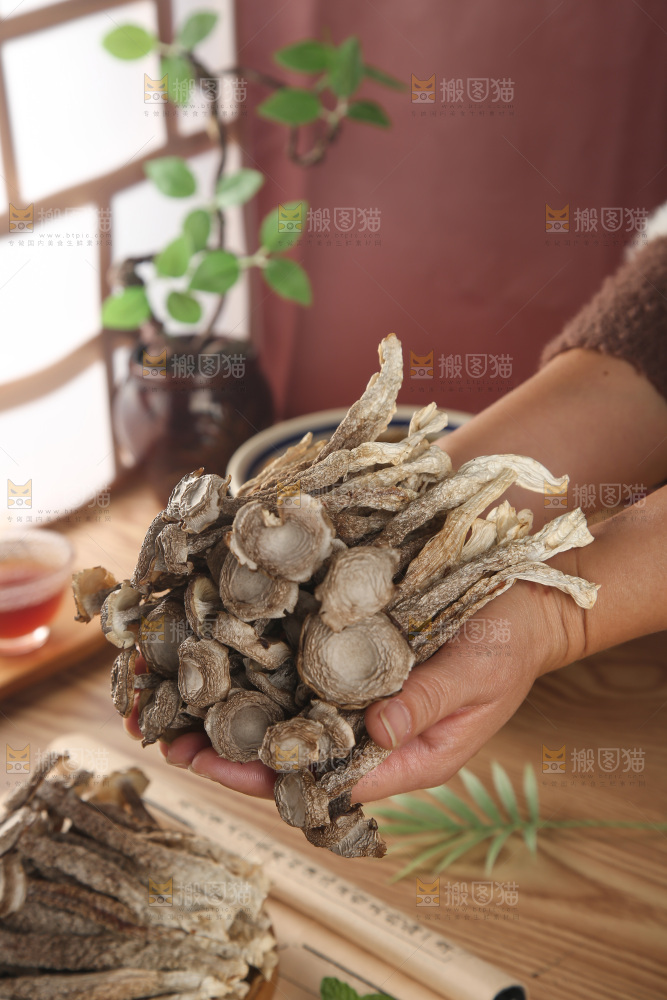 鹿茸菇