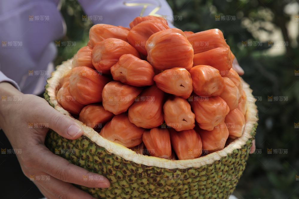 印尼红肉菠萝蜜