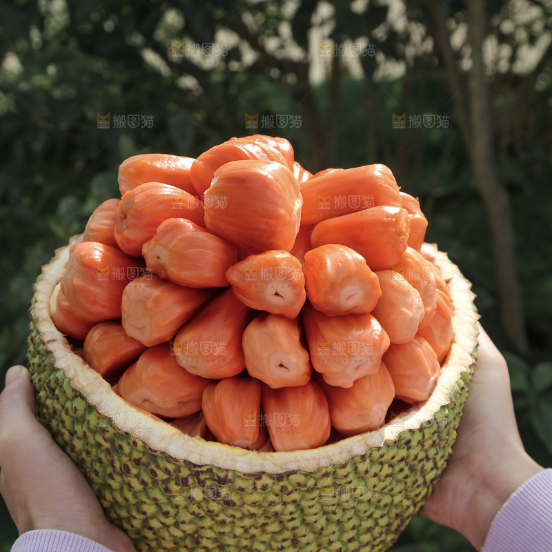 印尼红肉菠萝蜜