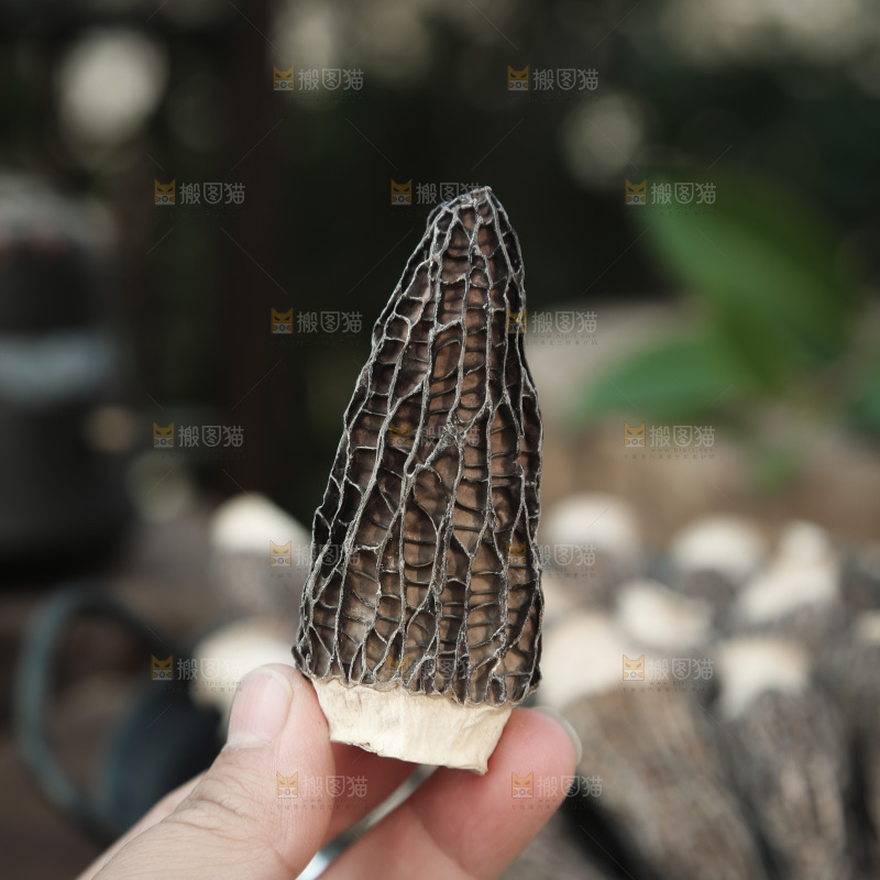 羊肚菌
