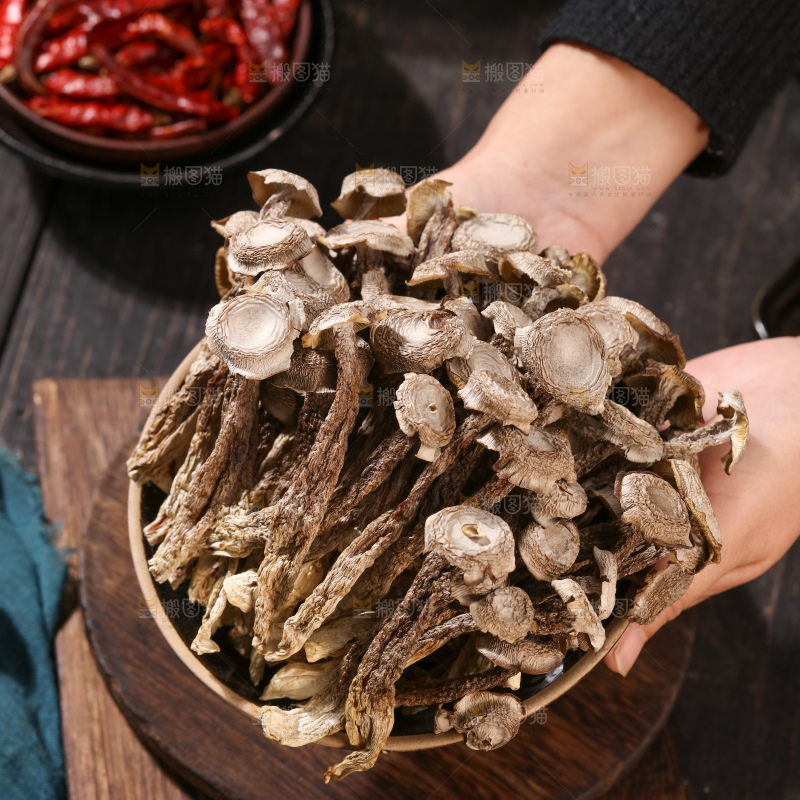 鹿茸菇