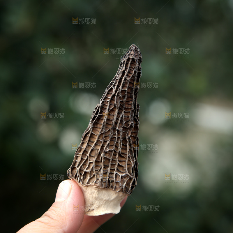 羊肚菌