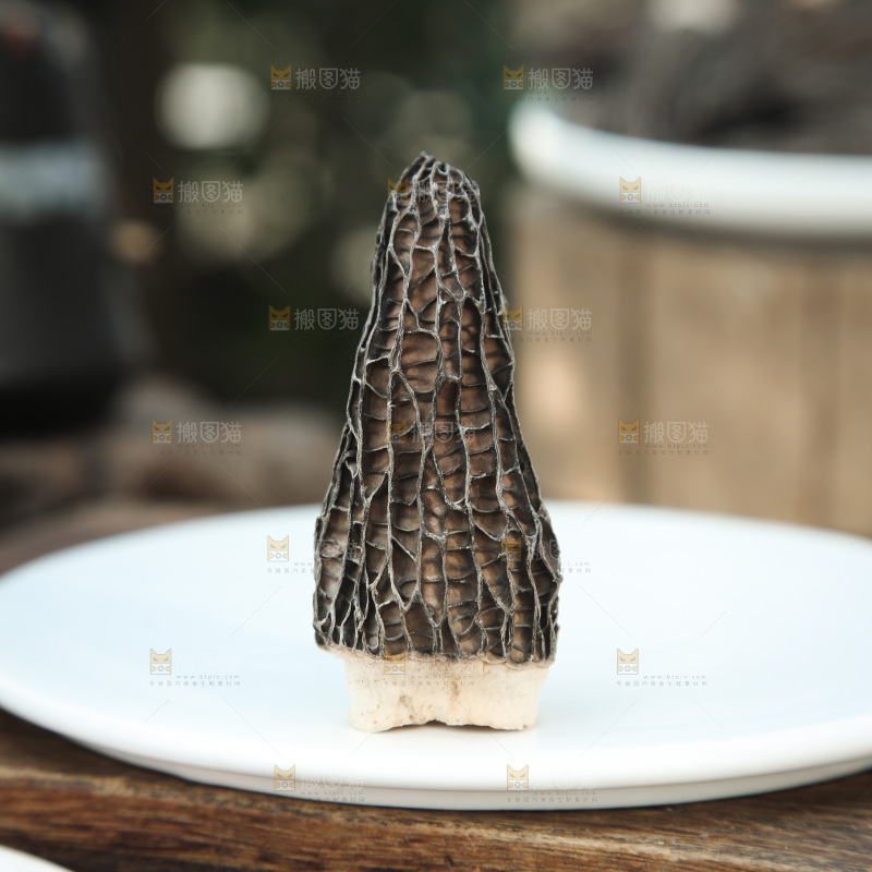 羊肚菌