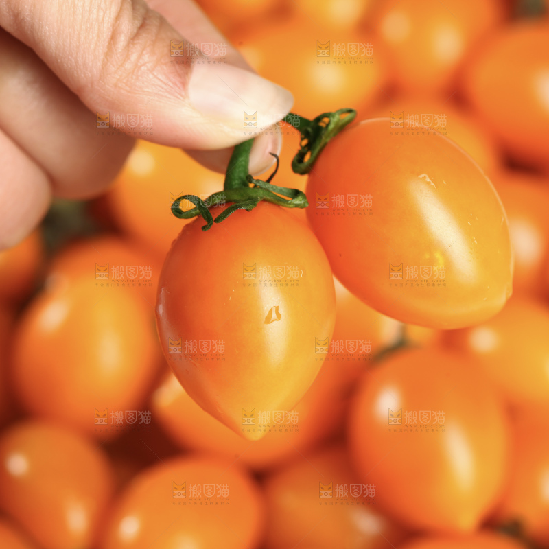 黄金圣女果