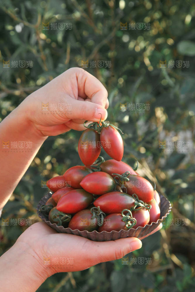 紫弹头小番茄