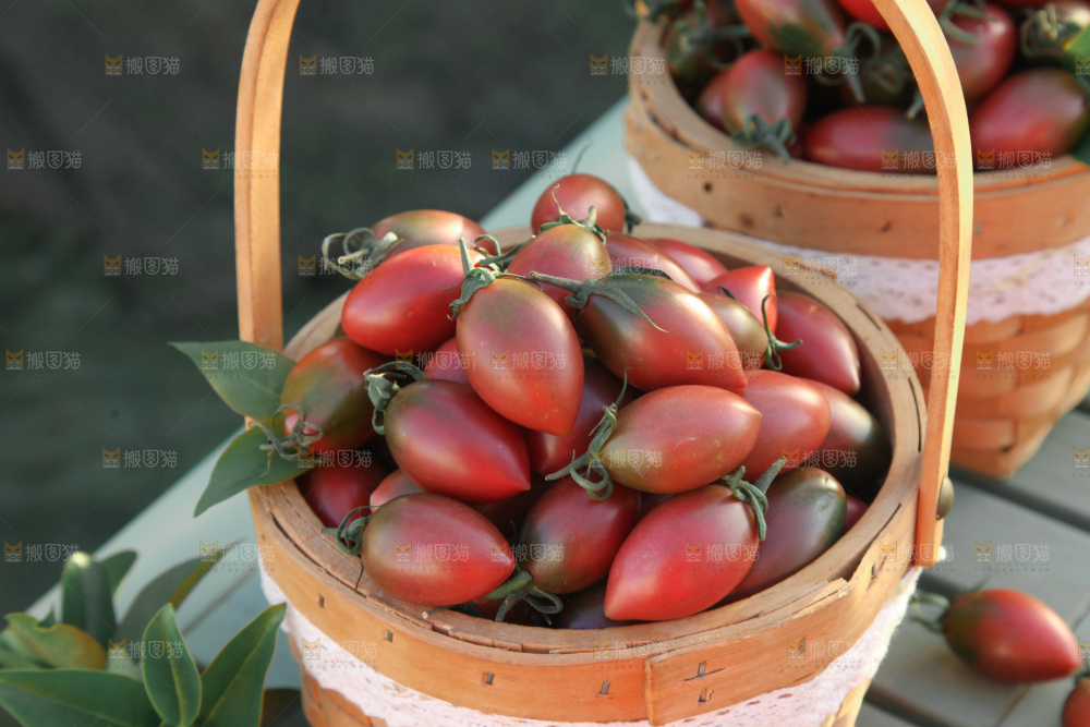 紫弹头小番茄