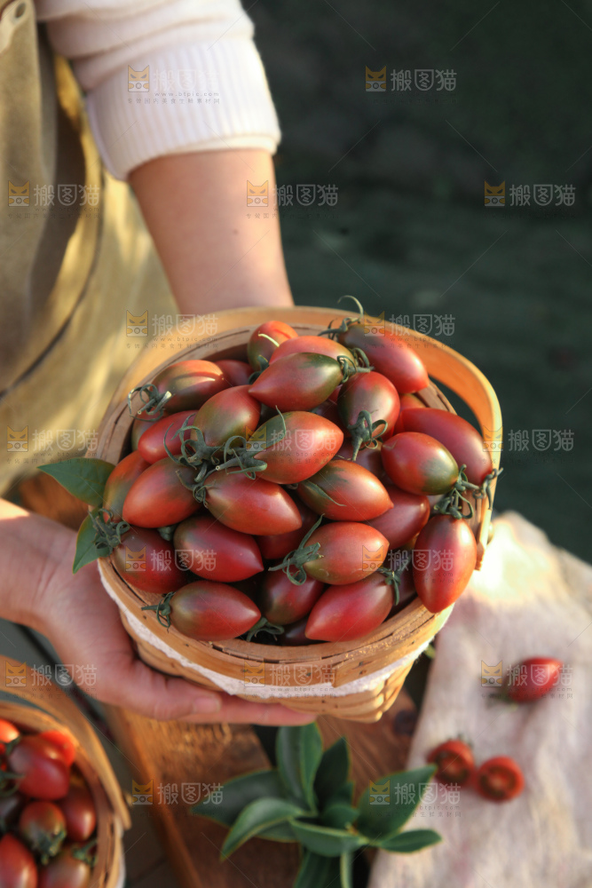 紫弹头小番茄