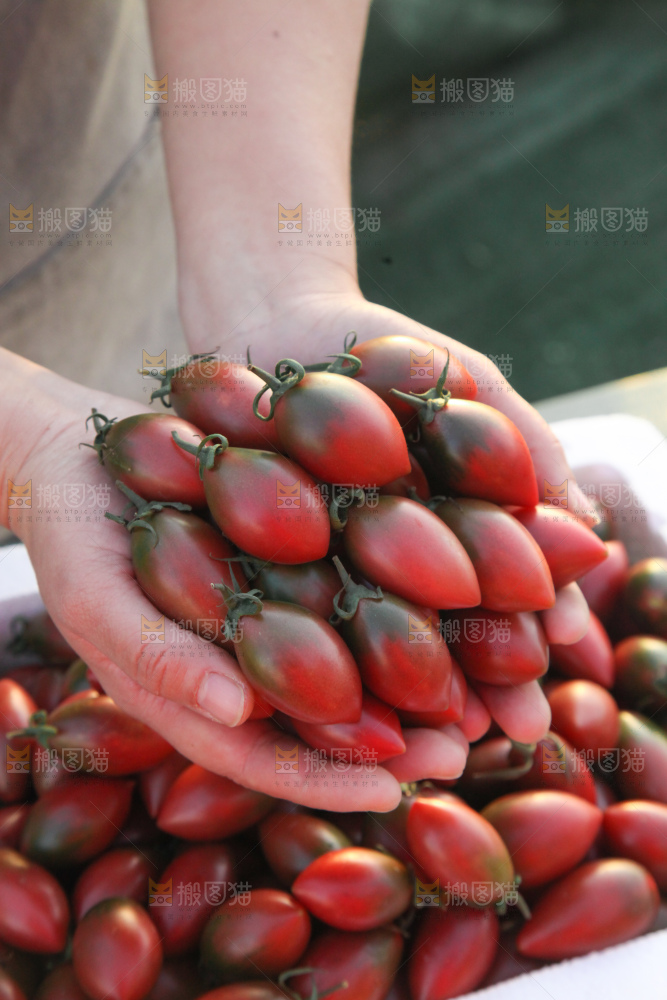 紫弹头小番茄
