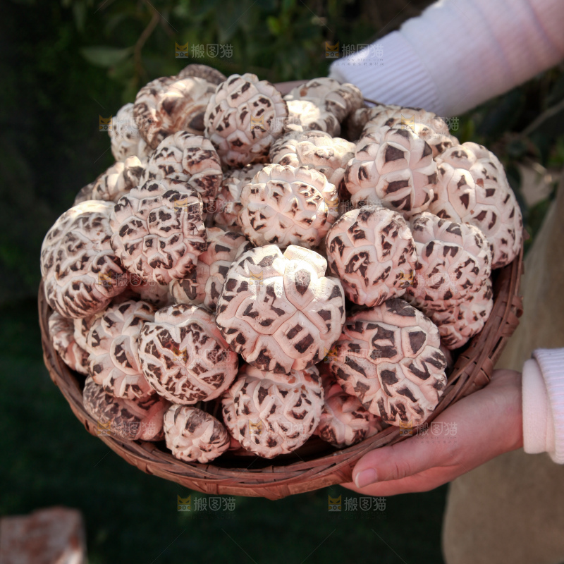 花菇