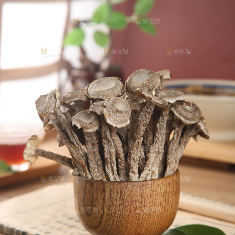 鹿茸菇