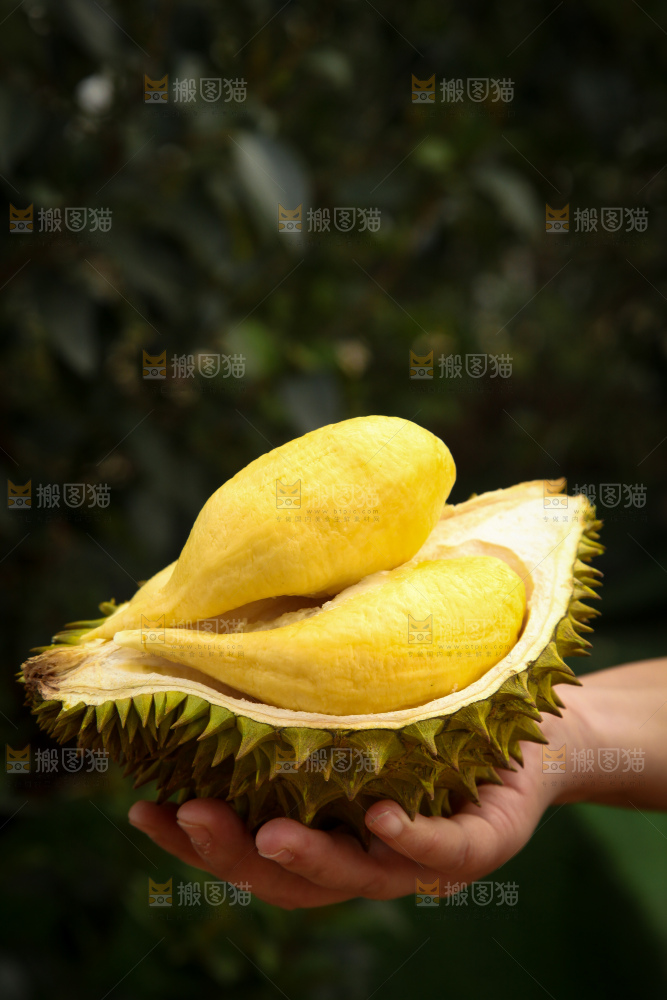 巴掌榴莲