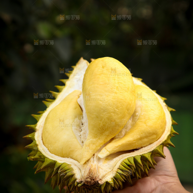 巴掌榴莲