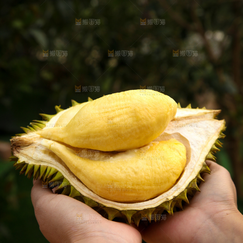 巴掌榴莲