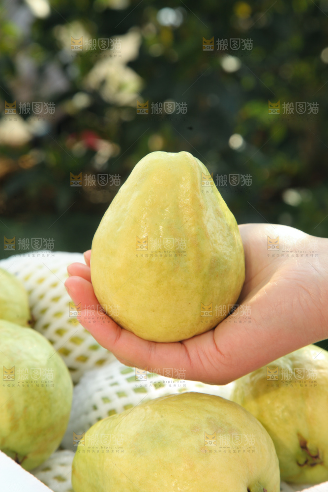奶油芭乐